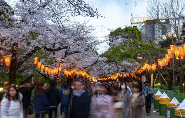 People walking through the park, blooming cherry trees and illuminated lanterns with Japanese