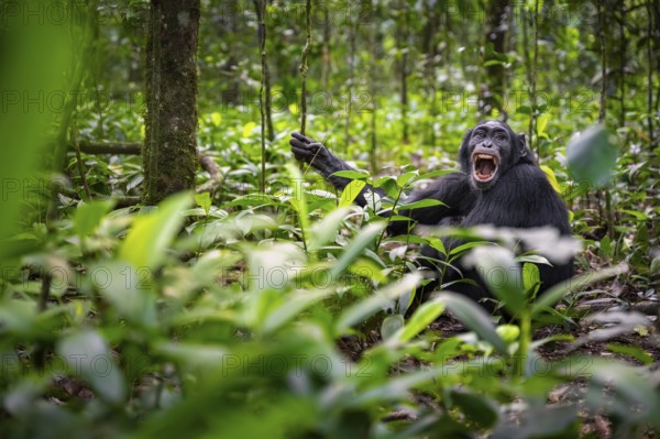Aggression, chimpanzee (Pan Troglodytes) baring teeth, adult male between leaves in jungle, Kibale