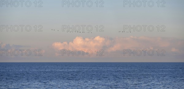 Flying cranes (Grus grus) over the Baltic Sea in the evening, Darß, Mecklenburg-Western Pomerania,
