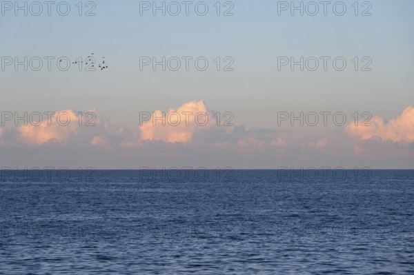Flying cranes (Grus grus) over the Baltic Sea in evening light, Darß, Mecklenburg-Western