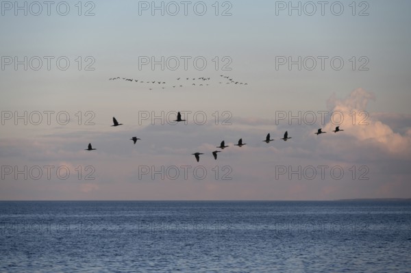 Migrating cranes (wildebeest) in the evening light over the Baltic Sea, Darß, Mecklenburg-Western