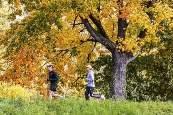 Autumn on the Neckar in Stuttgart-Münster. A tree with brightly colored leaves. The landscape in