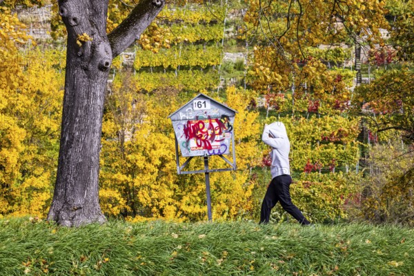 Autumn on the Neckar in Stuttgart-Münster. A tree with brightly colored leaves. The landscape in