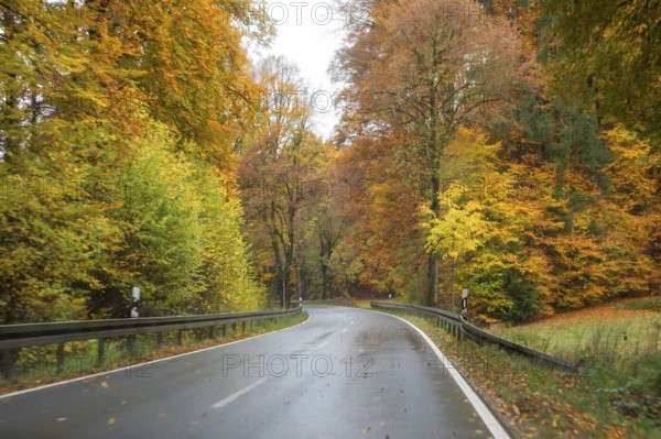 Mixed forest in autumn colors in Franconia on the B2 Nuremberg-Bayreuth, Upper Franconia, Bavaria,
