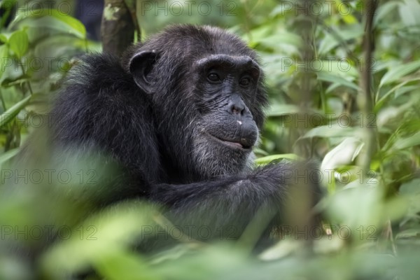 Beautiful animal portrait, chimpanzee (Pan Troglodytes), adult male among leaves in the jungle,