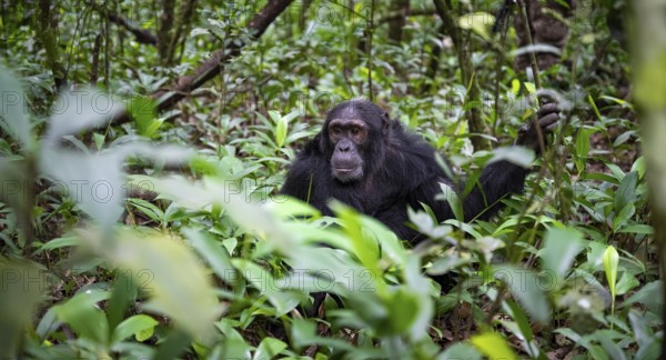 Chimpanzee (Pan Troglodytes), male on the ground, jungle in Kibale National Park, Uganda
