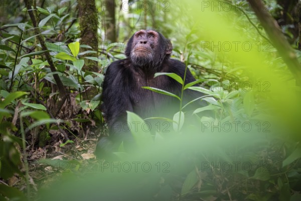 Chimpanzee (Pan Troglodytes), male looking thoughtfully, on the ground, mood, green jungle in