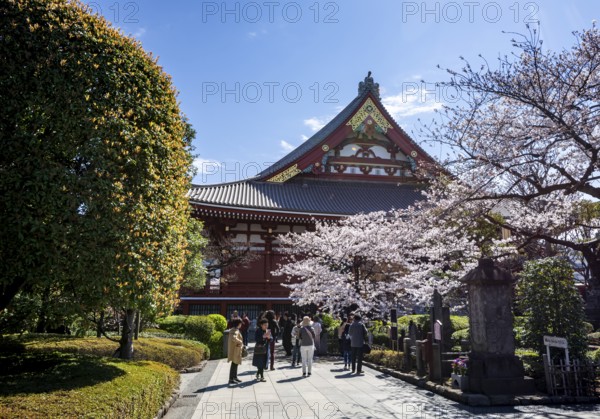 Blooming cherry trees and red-gold roof gable of a temple building, Buddhist temple complex,