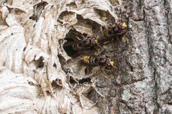 Hornissen (Vespa crabro), Emsland, Lower Saxony, Germany