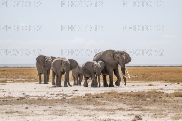 African elephants (Loxodonta africana), herd in dry savanna, Amboseli National Park, Rift Valley