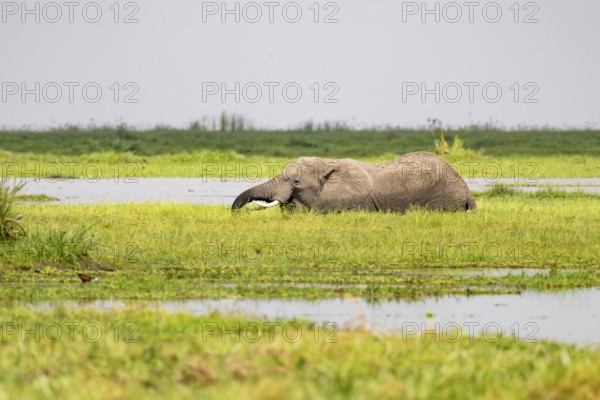 African elephant (Loxodonta africana), in Longinye Swamp, Amboseli National Park, Rift Valley