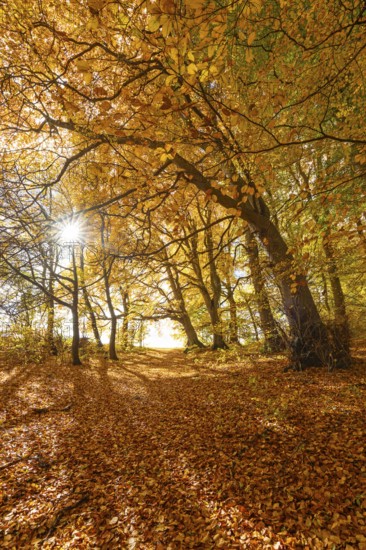 Bright autumn forest with large trees along a sunny hiking trail. Golden leaves cover the ground,