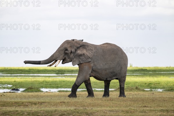 African elephant (Loxodonta africana), bull elephant, Amboseli National Park, Rift Valley Province,