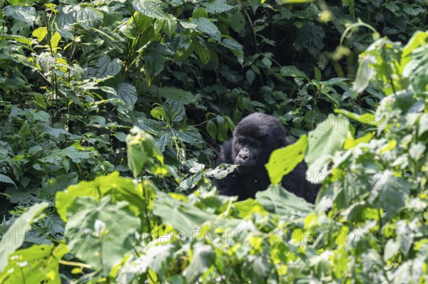 Young animal, mountain gorilla (Gorilla berengei berengei), Bwindi Impenetrable National Park,
