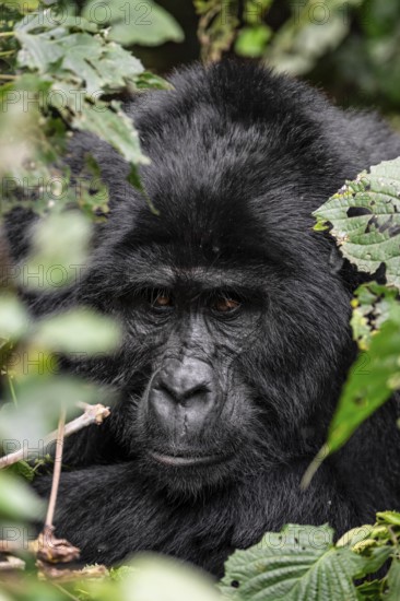 Silverback, animal portrait, mountain gorilla (Gorilla berengei berengei), Bwindi Impenetrable