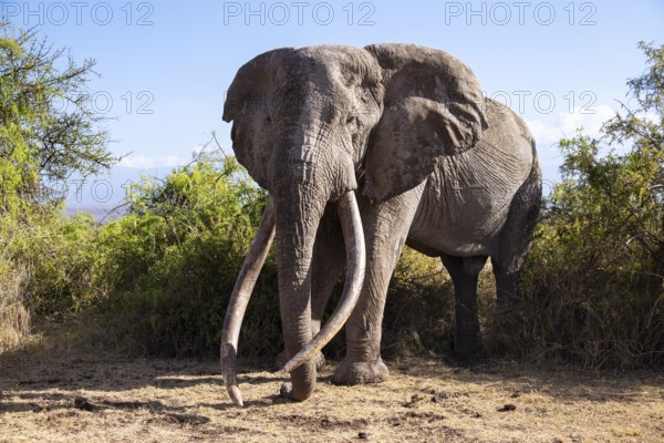 African elephant (Loxodonta africana) the famous Super Tusker elephant Craig, old male with long