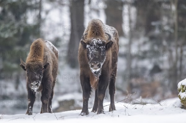 European bison (Bison bonasus) or Wisent standing on a meadow next to the forest in winter, snow,