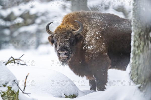 European bison (Bison bonasus) or Wisent standing on a meadow next to the forest in winter, snow,