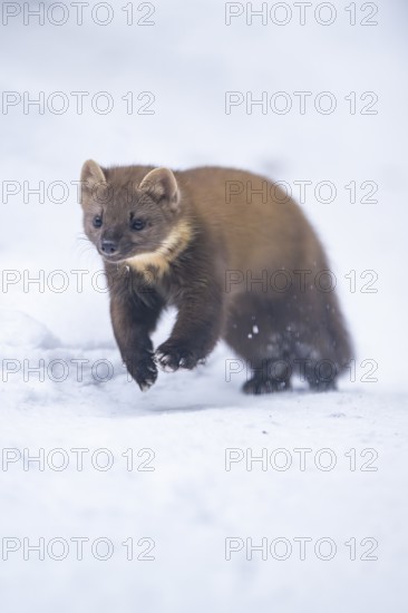 European pine marten (Martes martes) running in the snow in winter, National Park Bavarian Forest,