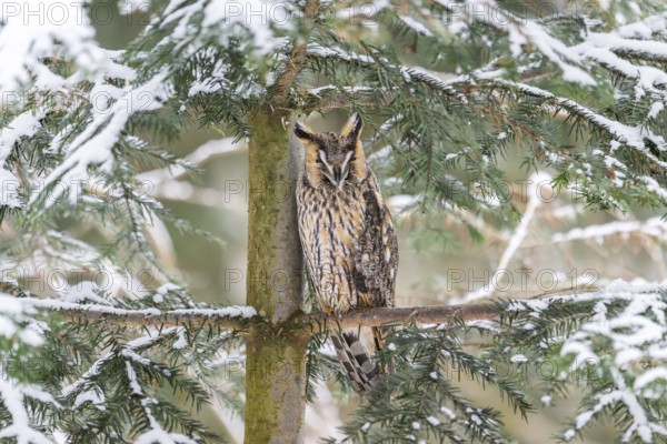 Long-eared owl (Asio otus) sitting on a branch in winter, National Park Bavarian Forest, Bavaria,