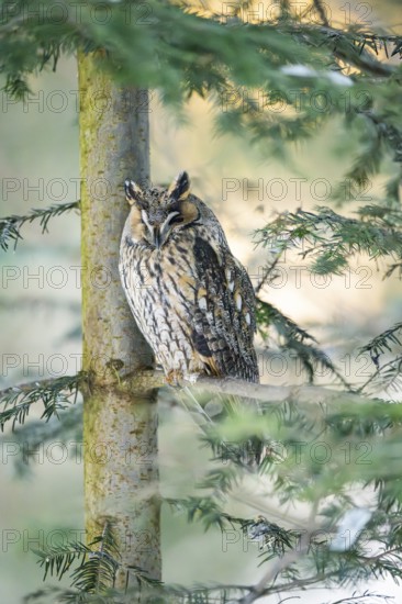 Long-eared owl (Asio otus) sitting on a branch in winter, National Park Bavarian Forest, Bavaria,