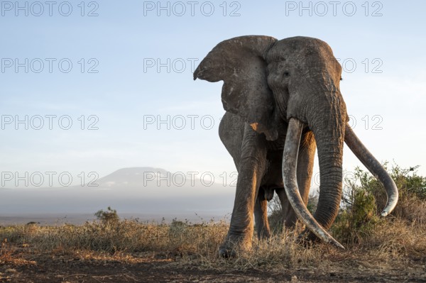African elephant (Loxodonta africana), the famous Super Tusker elephant Craig, old male with long