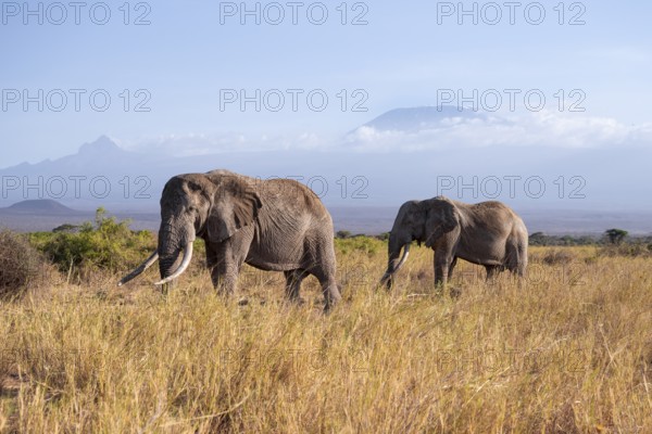 Two African elephants (Loxodonta africana) in a picturesque landscape with the summit of Mount