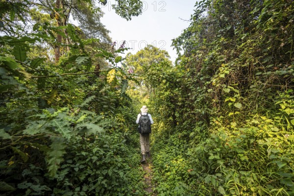 Tourist hiking trail through dense vegetation in tropical mountain rainforest, primeval forest,