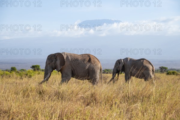 Two African elephants (Loxodonta africana) in a picturesque savanna landscape with the summit of