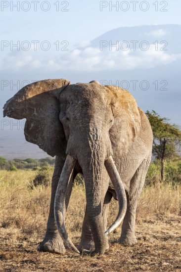 African elephant (Loxodonta africana) in picturesque savanna landscape with the summit of Mount