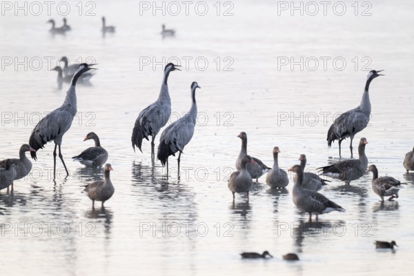 Cranes (Grus grus), cranes and gray geese (Anser anser) stand in the shallow water zone of a lake,