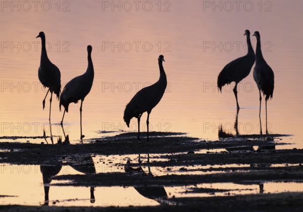 Crane (Grus grus), a group of cranes standing in the shallow water zone of a lake in warm, orange