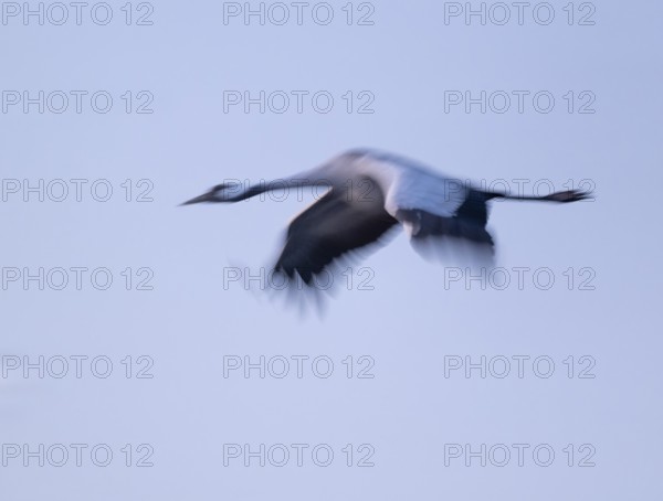 Crane (Grus grus) flying in morning light, motion blur, long exposure, puller, wiping effect, Lower