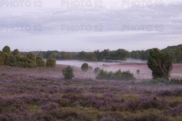 Enchanting morning atmosphere in August with fog in the blooming Lüneburger Heide near