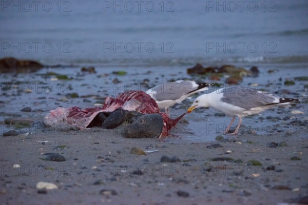 Two herring gulls (Larus argentatus) stand on a quiet, rocky sandy beach at dusk and peck at a dead