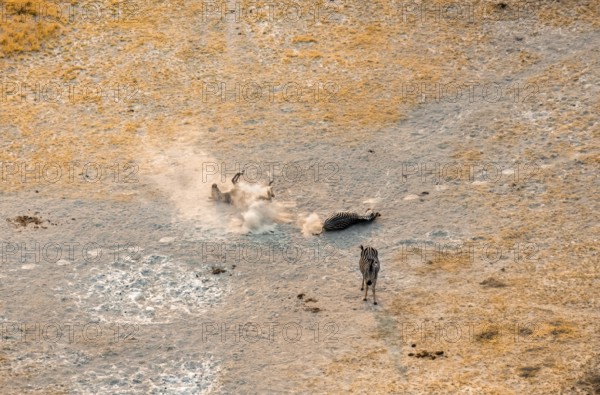 Steppe zebras (Equus quagga) rolling in dust, savanna landscape with yellow grass, aerial view,