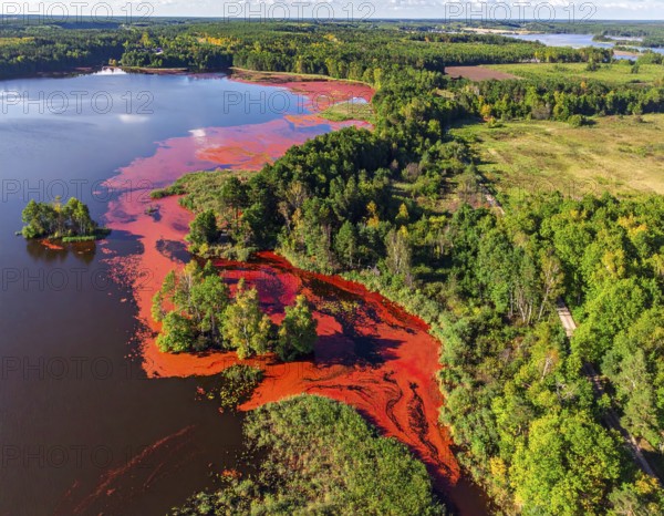 Red algae plant on the lake. abstract ecology nature concept, wild landscape with vibrant red