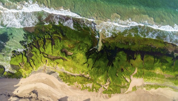 Green algae on the sandy shore of an ocean. Fascinating phenomenon of wild coastline with green
