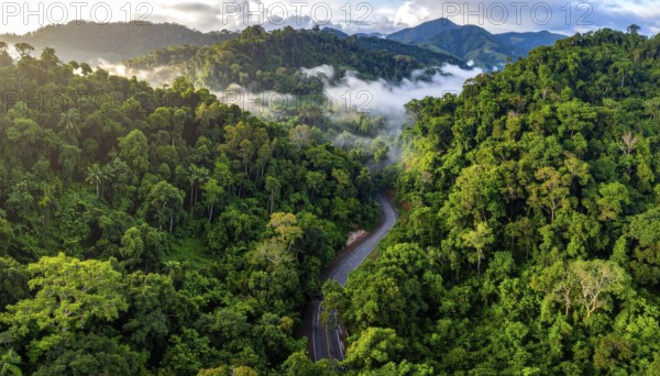 Banner background of tropical forest landscape scene, green wild jungle, cloudy sky at morning,