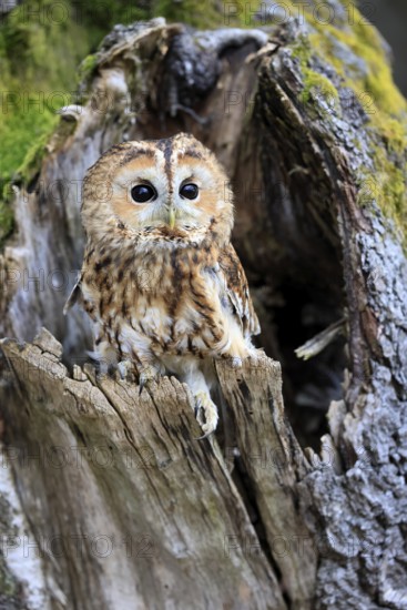 Tawny owl (Strix aluco), adult, perch, on tree, in winter, alert, Bohemian Forest, Czech Republic,