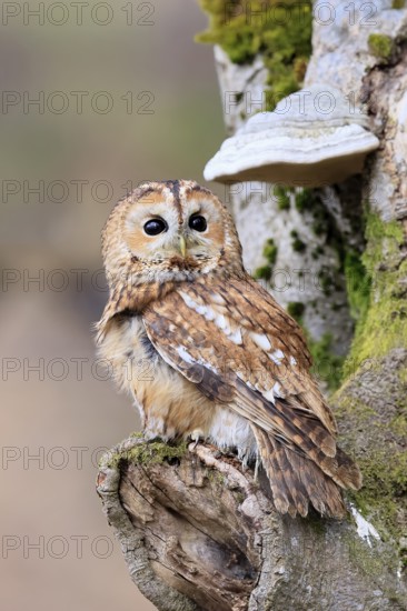 Tawny owl (Strix aluco), adult, on tree, in winter, alert, Bohemian Forest, Czech Republic, Europe,