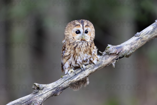 Tawny owl (Strix aluco), adult, perch, in winter, alert, Bohemian Forest, Czech Republic, Europe,