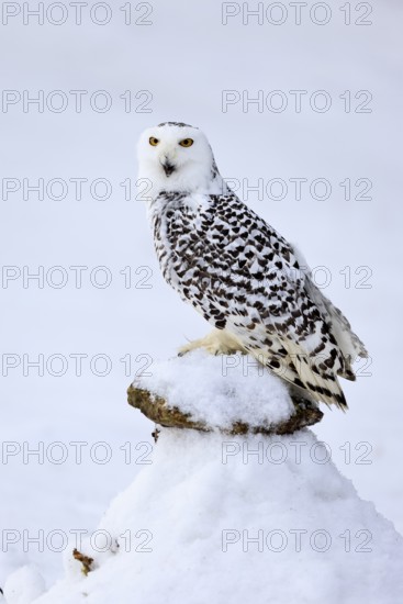 Snowy owl (Nyctea scandiaca), snowy owl, adult, alert, in snow, perch, in winter, Bohemian Forest,