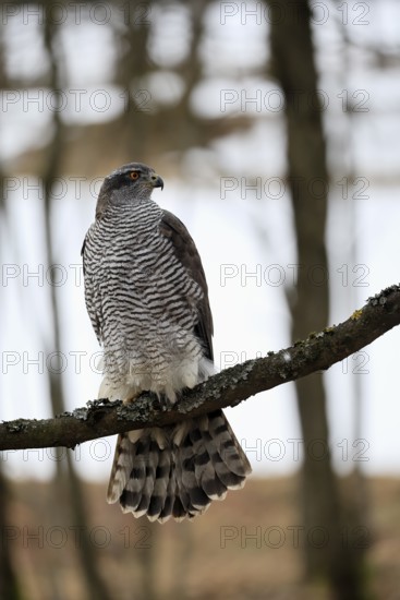 Hawk (Astur gentilis), adult, female, on tree, in winter, alert, Bohemian Forest, Czech Republic,