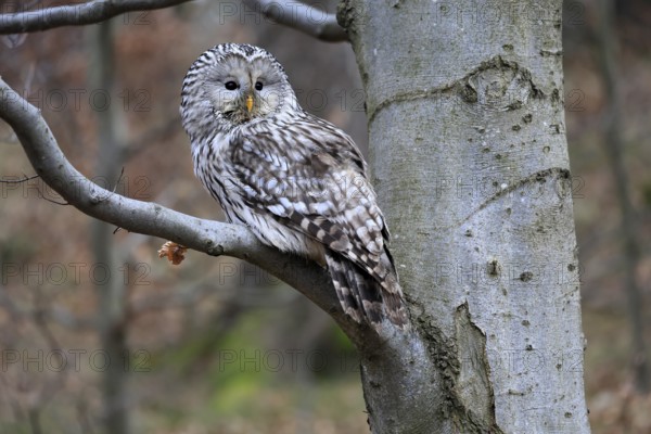 Hawk owl (Strix uralensis), adult, in winter, on tree, Bohemian Forest, Czech Republic, Europe,