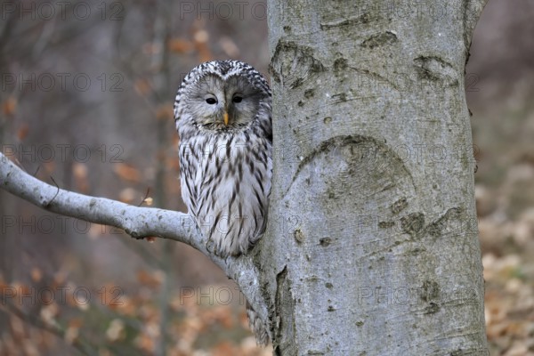 Hawk owl (Strix uralensis), adult, in winter, on tree, on tree trunk, Bohemian Forest, Czech