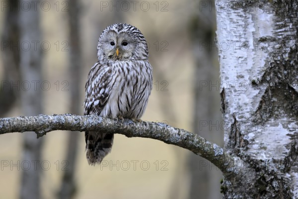 Hawk owl (Strix uralensis), adult, in winter, on branch, alert, Bohemian Forest, Czech Republic,