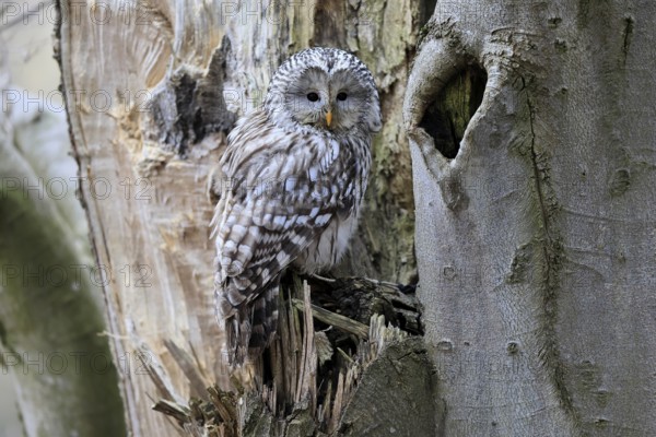 Hawk owl (Strix uralensis), adult, in winter, on tree trunk, Bohemian Forest, Czech Republic,