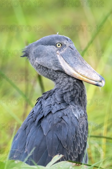 Shoebill (Balaeniceps rex) in the swamps of Mabamba, Lake Victoria, Uganda