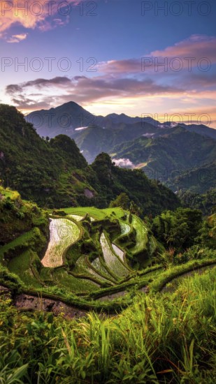 Early morning light bathes Philippines rice terraces cascading down mountain slopes, beautiful